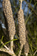 Melaleuca huegelii