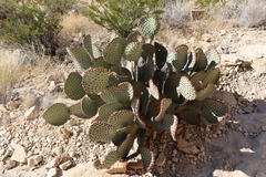 Opuntia rufida