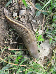 Limax