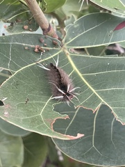 Halysidota cinctipes