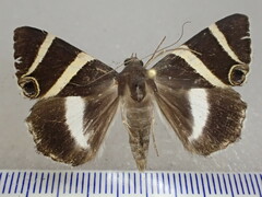 Grammodes ocellata