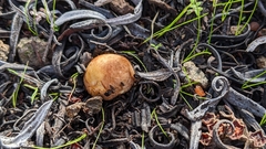 Agaricus micromegethus