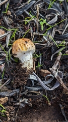 Agaricus micromegethus
