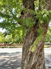 Fabaceae
