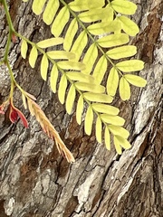 Fabaceae