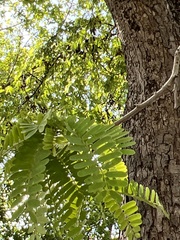 Fabaceae