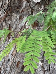 Fabaceae