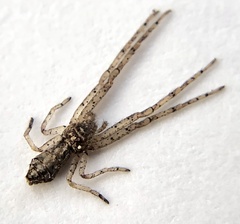 Tmarus angulatus
