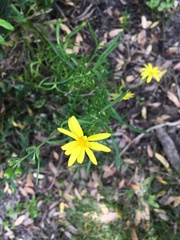 Senecio linearifolius