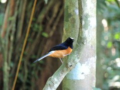 Copsychus stricklandii stricklandii