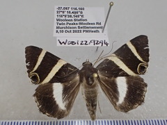 Grammodes ocellata