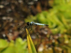 Aethriamanta gracilis