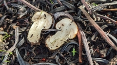 Agaricus micromegethus