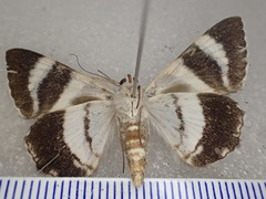 Grammodes ocellata