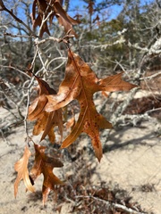 Quercus laevis