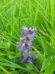 Ajuga