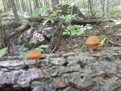 Pholiota