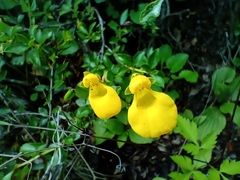 Calceolaria biflora