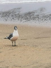 Leucophaeus pipixcan