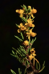 Berberis empetrifolia