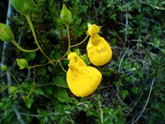 Calceolaria biflora