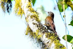 Lepidocolaptes lacrymiger