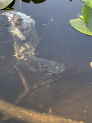 Astronotus ocellatus