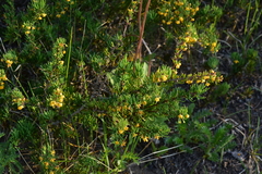 Berberis empetrifolia