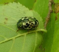Calligrapha confluens