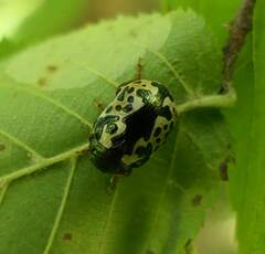 Calligrapha confluens