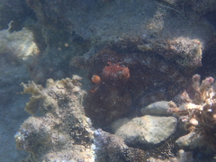 Octopus insularis