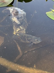 Astronotus ocellatus