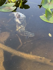 Astronotus ocellatus