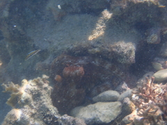 Octopus insularis