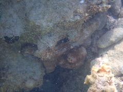 Octopus insularis