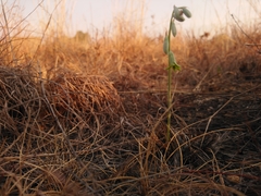 Dipcadi marlothii
