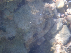 Octopus insularis