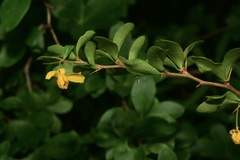Berberis rotundifolia