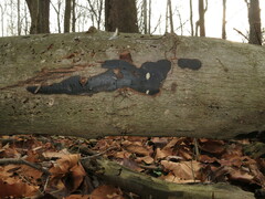 Biscogniauxia nummularia