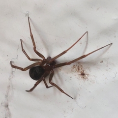 Steatoda nobilis