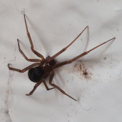 Steatoda nobilis