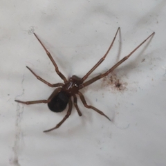 Steatoda nobilis