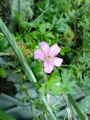 Geranium sessiliflorum