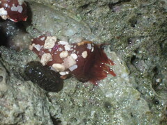Anthopleura