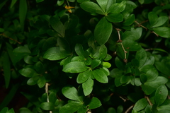Berberis rotundifolia