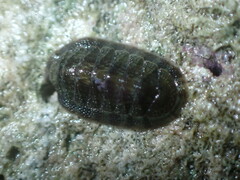 Ischnochiton