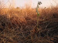 Dipcadi marlothii