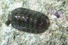 Ischnochiton