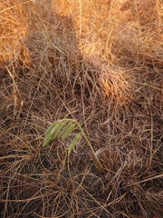 Dipcadi marlothii