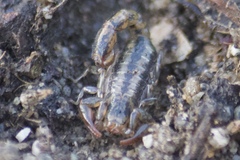 Superstitionia donensis